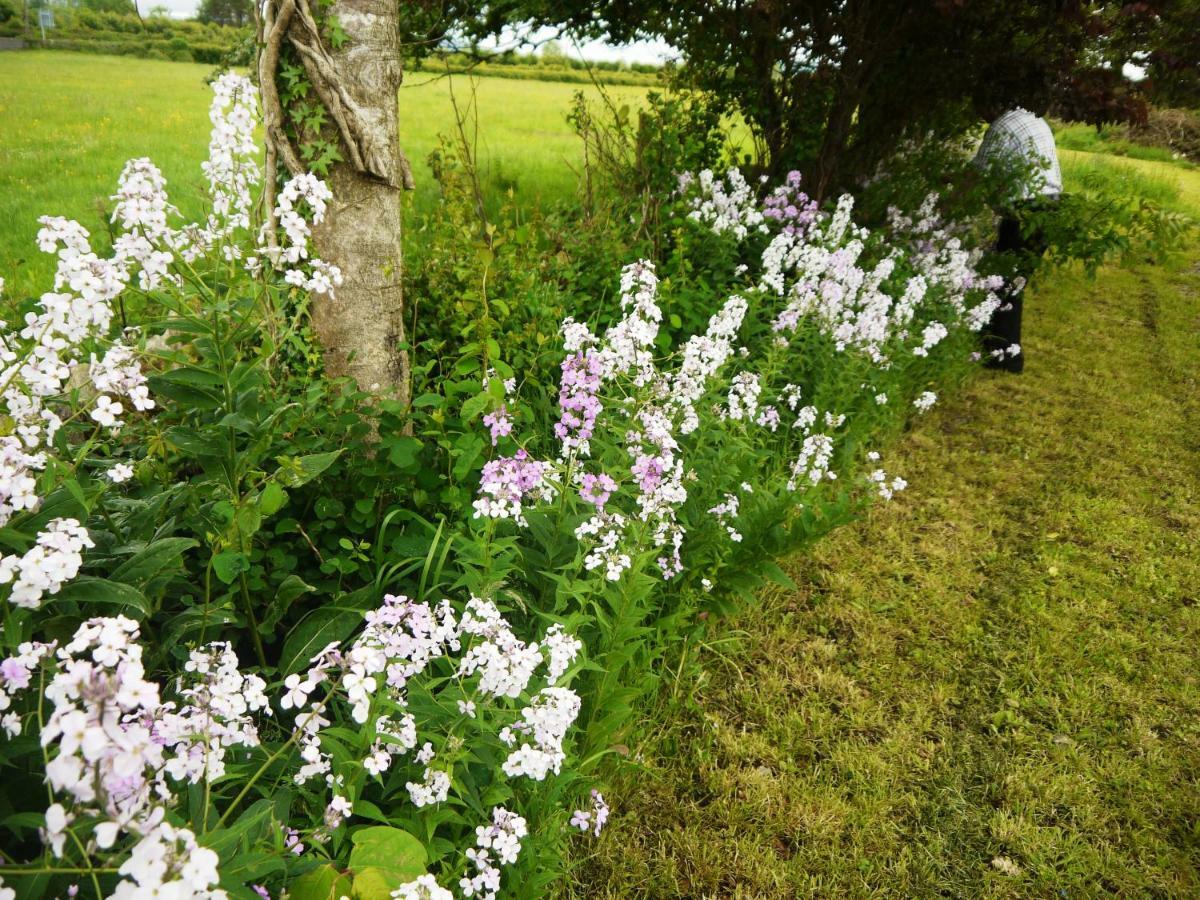 Cutteen Cottage Tulla Bagian luar foto
